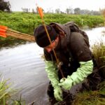 Meer muskus- en beverratten gevangen langs Duitse grens Noordoost-Nederland  