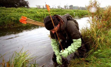 Meer muskus- en beverratten gevangen langs Duitse grens Noordoost-Nederland  