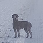 Loslopende hond in buurt Dekkersweg Meentheweg