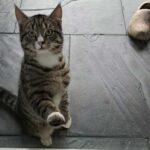 Van wie is deze kat?