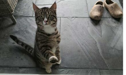 Van wie is deze kat? (update)