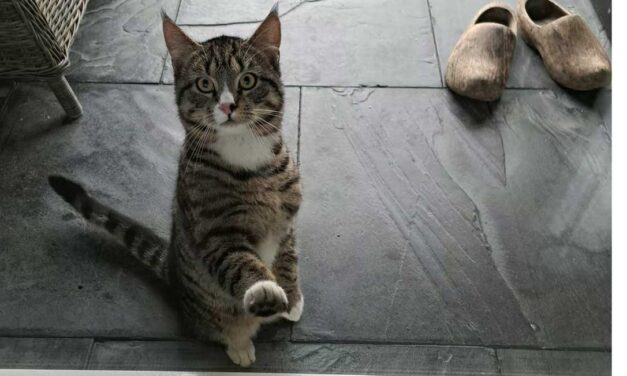 Van wie is deze kat?