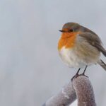 Kinderactiviteit in de Veldschuur: Vogels & Voederpret in de Winter
