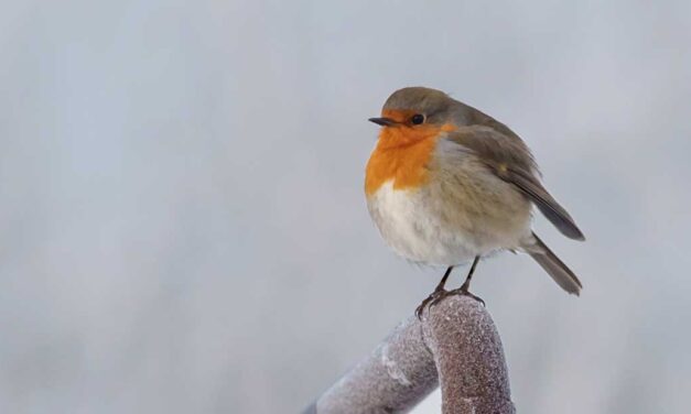Kinderactiviteit in de Veldschuur: Vogels & Voederpret in de Winter