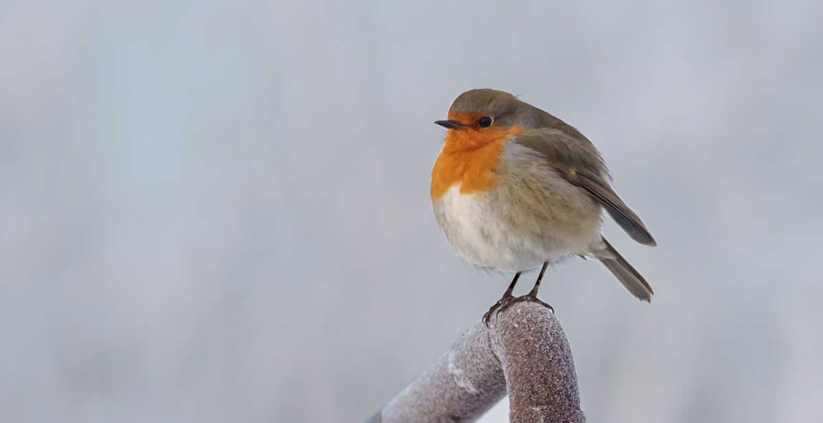 Kinderactiviteit in de Veldschuur: Vogels & Voederpret in de Winter