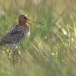Winter/voorjaarvogel excursies in Veerslootlanden