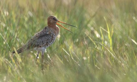 Winter/voorjaarvogel excursies in Veerslootlanden