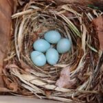 Voor de jeugd: Leer alles over nestgedrag en maak een nestkastje onder leiding van Evert Rolleman