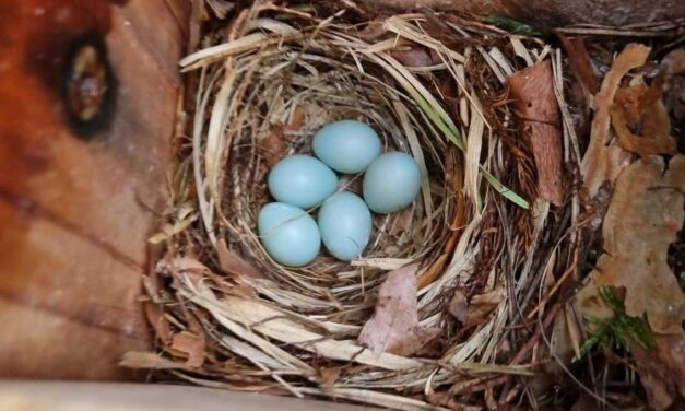 Voor de jeugd: Leer alles over nestgedrag en maak een nestkastje onder leiding van Evert Rolleman