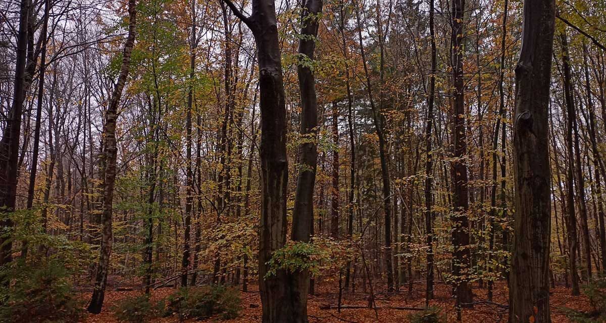 Wandeling zaterdag 21 februari 2026 Natuurbeschermingsvereniging IJhorst/Staphorst e.o.
