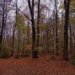 Wandeling zaterdag 21 februari 2026 Natuurbeschermingsvereniging IJhorst/Staphorst e.o.