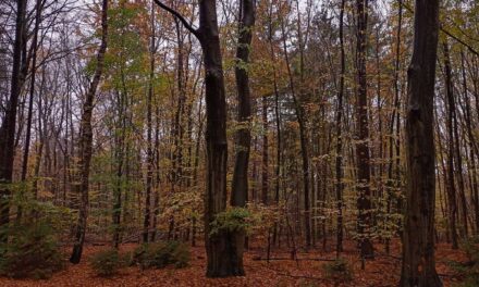 Wandeling zaterdag 21 februari 2026 Natuurbeschermingsvereniging IJhorst/Staphorst e.o.