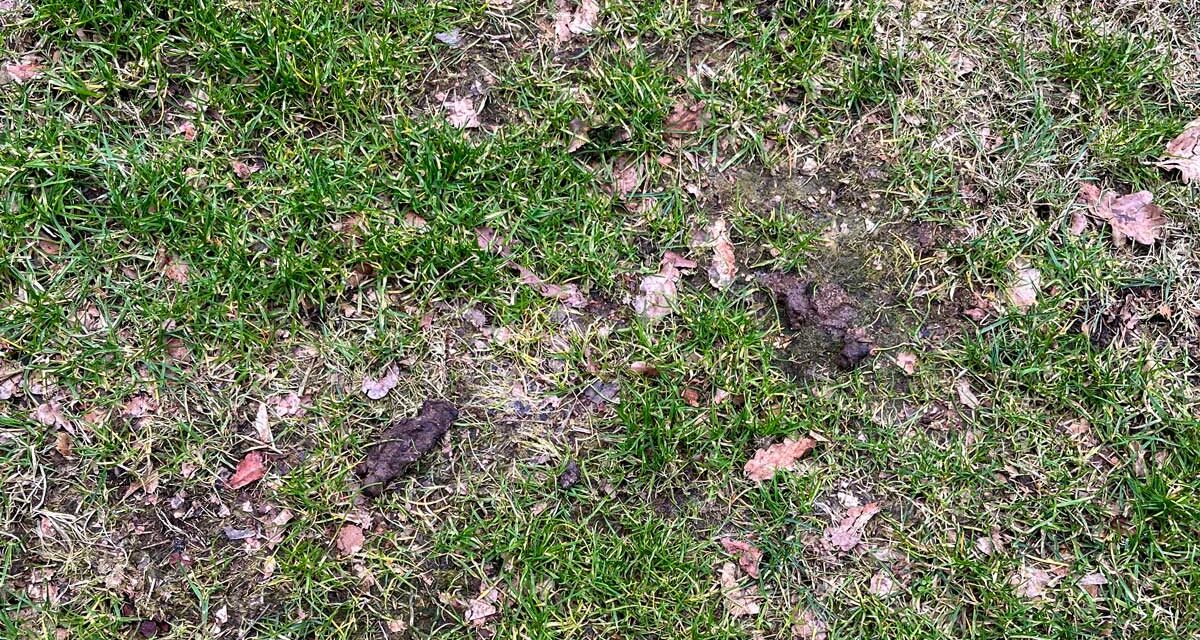 Oproep aan hondeneigenaren – houd de speeltuinen schoon