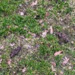 Oproep aan hondeneigenaren – houd de speeltuinen schoon