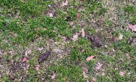 Oproep aan hondeneigenaren – houd de speeltuinen schoon (Update)