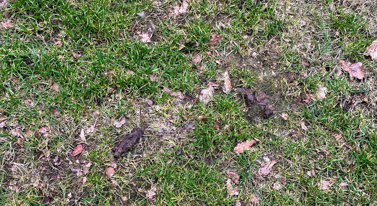 Oproep aan hondeneigenaren – houd de speeltuinen schoon (Update)