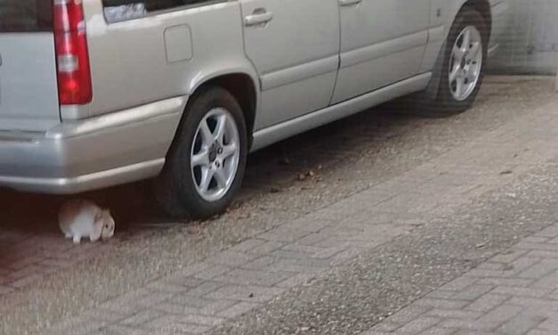 Van wie is dit konijn?