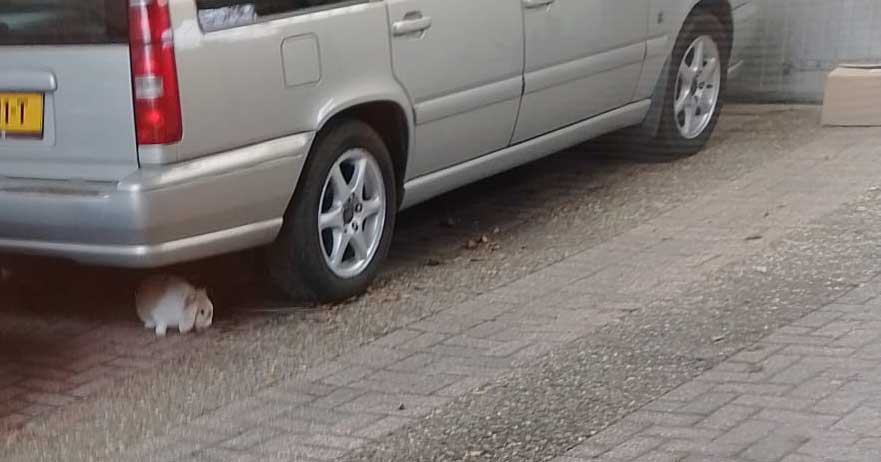 Van wie is dit konijn?