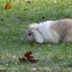 Van wie is dit prachtige konijn?