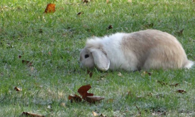 Van wie is dit prachtige konijn?
