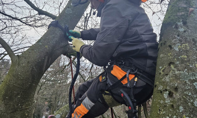Boomexpert Frank Anne Prins wil bomen op bouwplaatsen beter beschermen