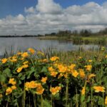 Lezing Paul van Gaalen over De Wieden