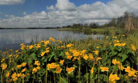 Lezing Paul van Gaalen over De Wieden