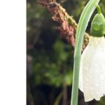 Sneeuwklokjes in Staphorst