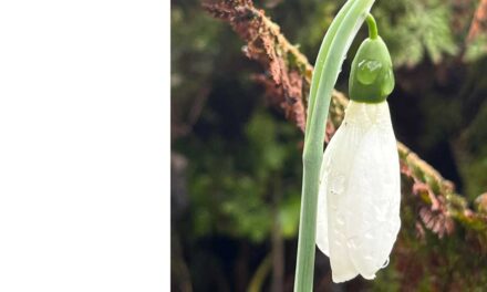 Sneeuwklokjes in Staphorst
