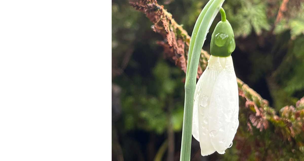 Sneeuwklokjes in Staphorst