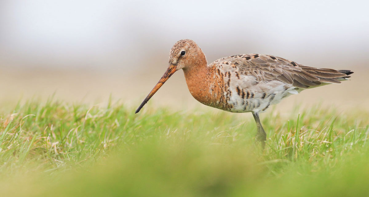 Ontdek het weidevogelbeheer van De Olde Maten tijdens excursie