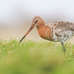 Ontdek het weidevogelbeheer van De Olde Maten tijdens excursie