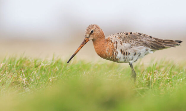Ontdek het weidevogelbeheer van De Olde Maten tijdens excursie