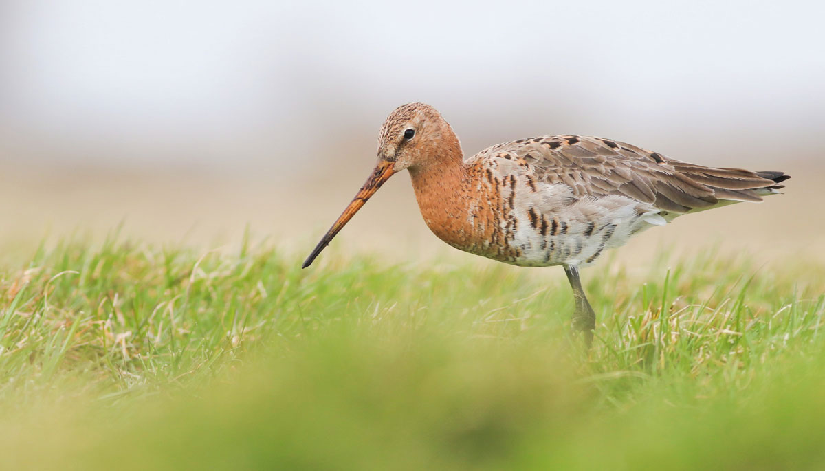 Ontdek het weidevogelbeheer van De Olde Maten tijdens excursie