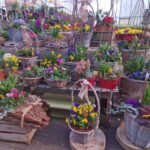 Voorjaar in volle bloei – Kom langs voor de mooiste planten