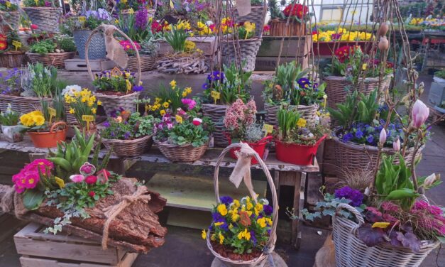 Voorjaar in volle bloei – Kom langs voor de mooiste planten