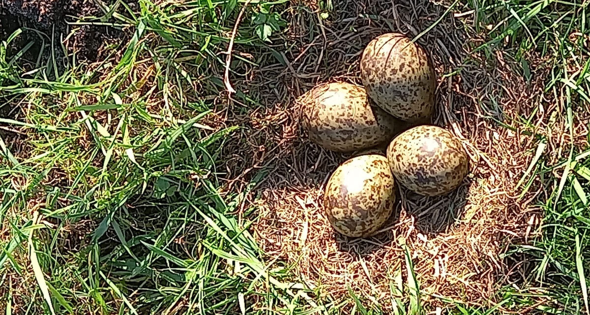 Eerste wulpen ei van 2026 wederom in Staphorst