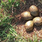 Eerste wulpen ei van 2026 wederom in Staphorst