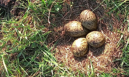 Eerste wulpen ei van 2026 wederom in Staphorst