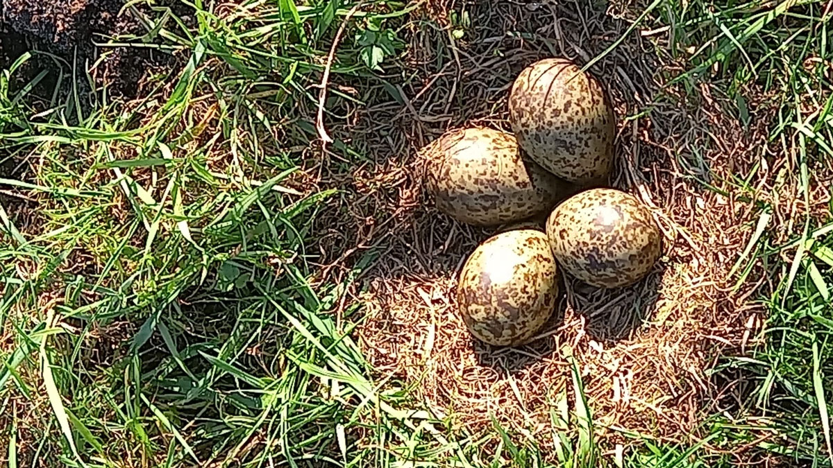 Eerste wulpen ei van 2026 wederom in Staphorst