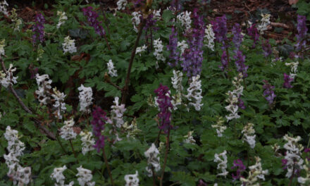 Natuurwandeling van afgelopen zaterdag van de NBV “IJhorst-Staphorst e.o.”