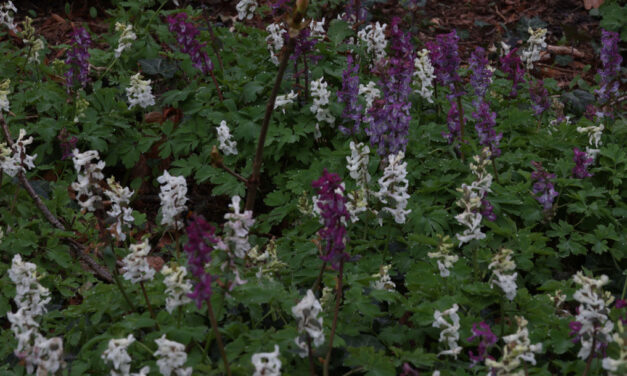 Natuurwandeling van afgelopen zaterdag van de NBV “IJhorst-Staphorst e.o.”