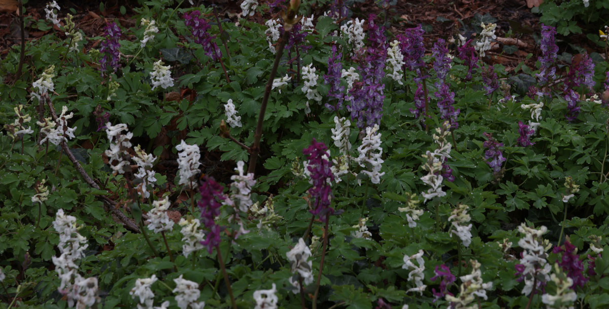 Natuurwandeling van afgelopen zaterdag van de NBV “IJhorst-Staphorst e.o.”