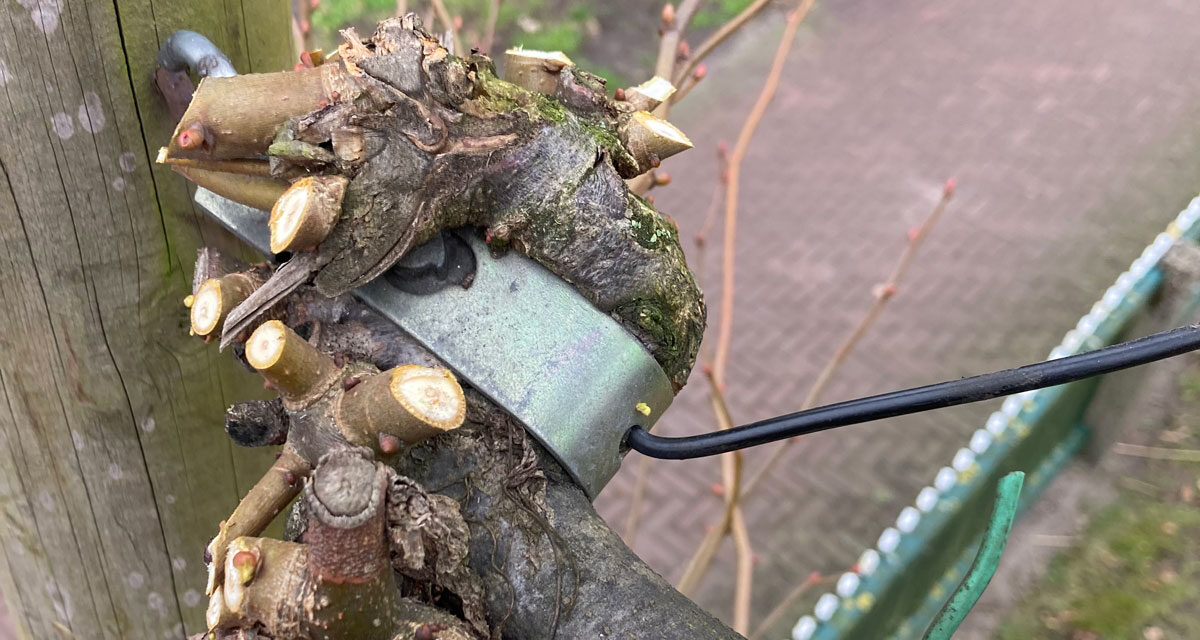 Van wilde lokken naar strakke lijnen