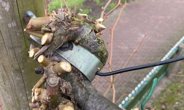 Van wilde lokken naar strakke lijnen