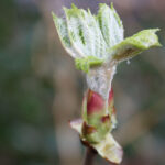 De lente is begonnen