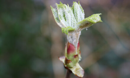 De lente is begonnen