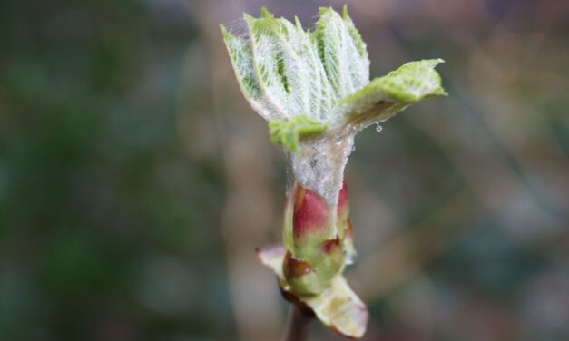 De lente is begonnen