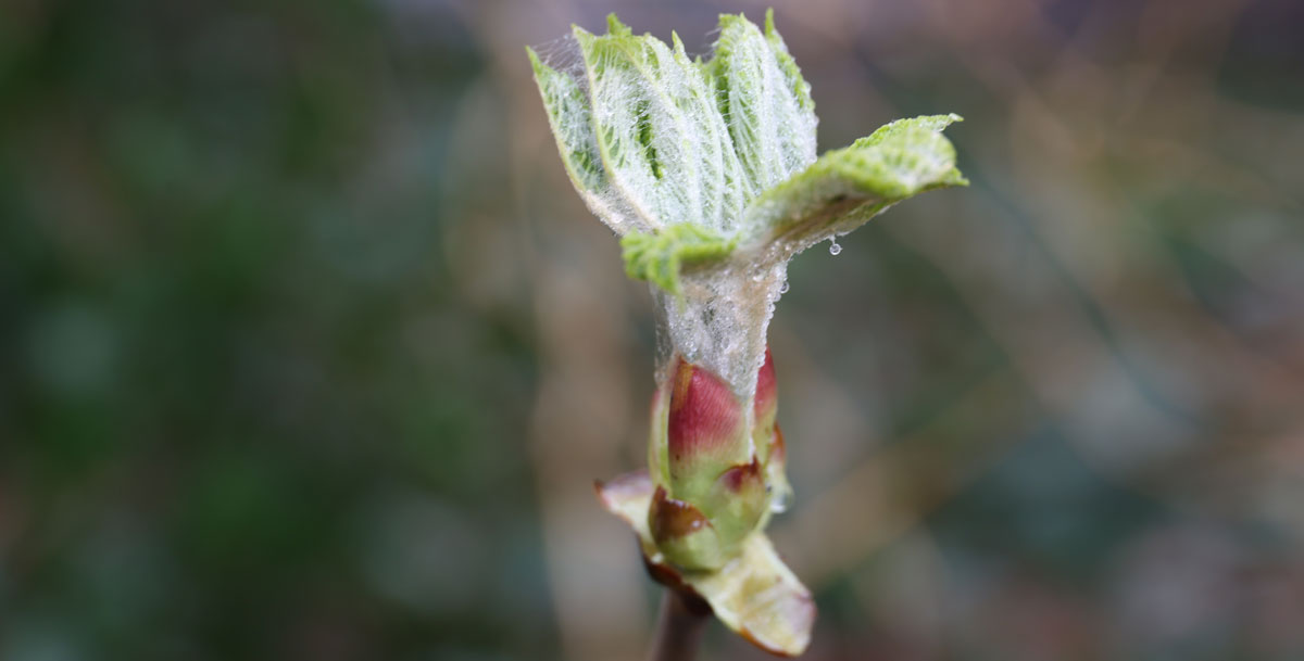De lente is begonnen