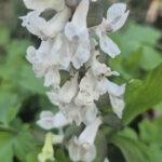 Wandeling zaterdag 21 maart 2026 Natuurbeschermingsvereniging “IJhorst-Staphorst E.O”